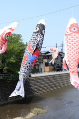 高橋川の鯉のぼり