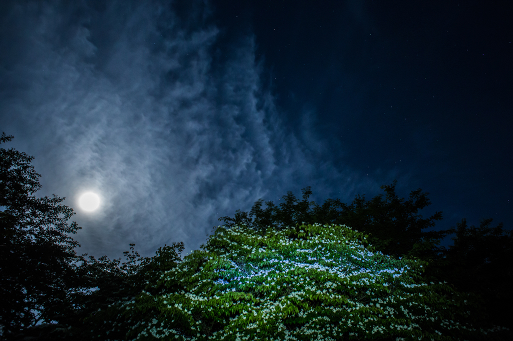 月夜のやまぼうしと星景