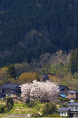 集落の桜