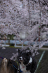 熊坂川
