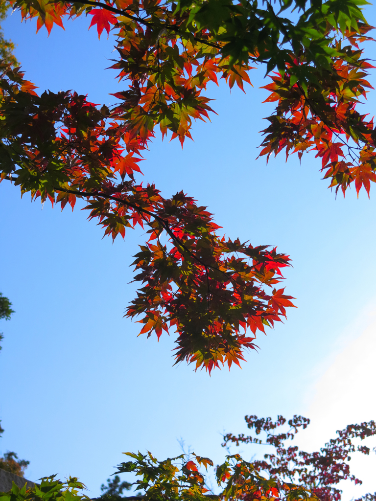 紅葉