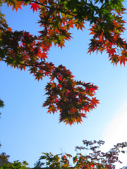 紅葉