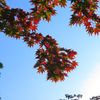 紅葉
