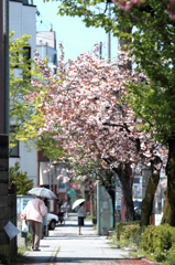 街路樹