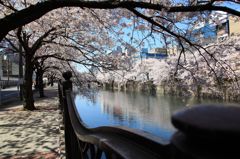 大岡川の桜