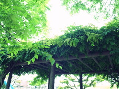MIDORI