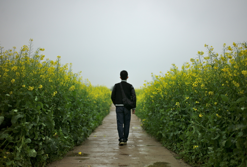 菜花畑