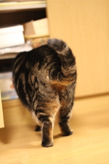 おしり