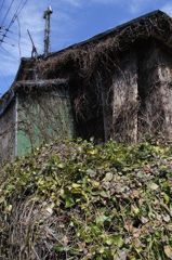 植物のチカラ
