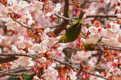 初鳥 （笑）
