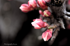 梅の花