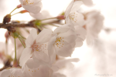 門前仲町の桜