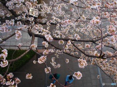 上から見る桜
