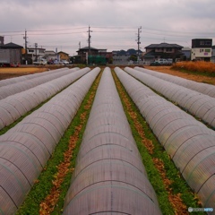 静岡のレタス畑