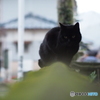 塀の上の黒猫