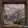 桜の絵画