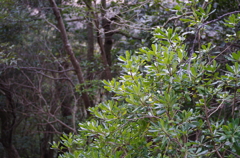 2013-02-12 11.18.23　青々