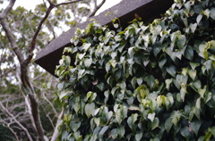 2013-02-12 09.53.38　青々
