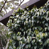 2013-02-12 09.53.38　青々