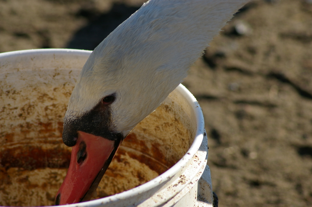 2013-02-24 08.52.42　白鳥