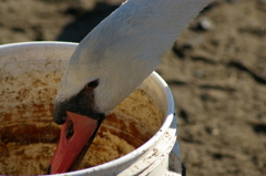 2013-02-24 08.52.42　白鳥