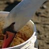 2013-02-24 08.52.42　白鳥
