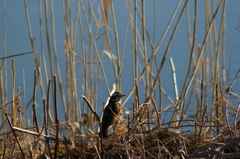 2013-02-24 08.04.53　鳥