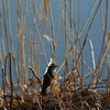 2013-02-24 08.04.53　鳥