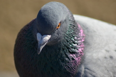 2013-02-24 08.51.17　ハト