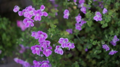 なんか・・・花6