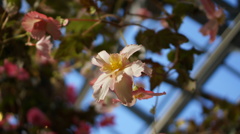 なんか・・・花