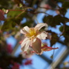 なんか・・・花