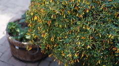 なんか・・・花6