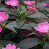 なんか・・・花8