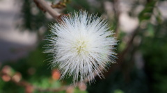 なんか・・・花!?