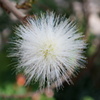 なんか・・・花!?