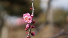 梅