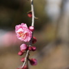 梅