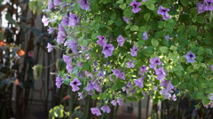 なんか・・・花5