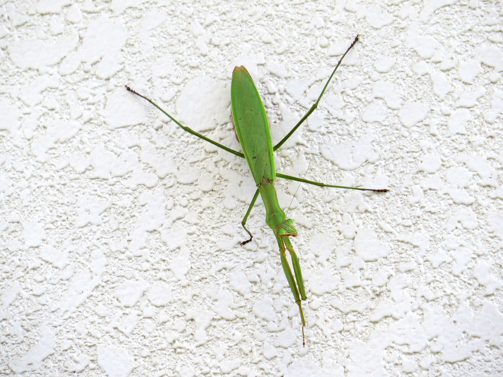 壁のカマキリ