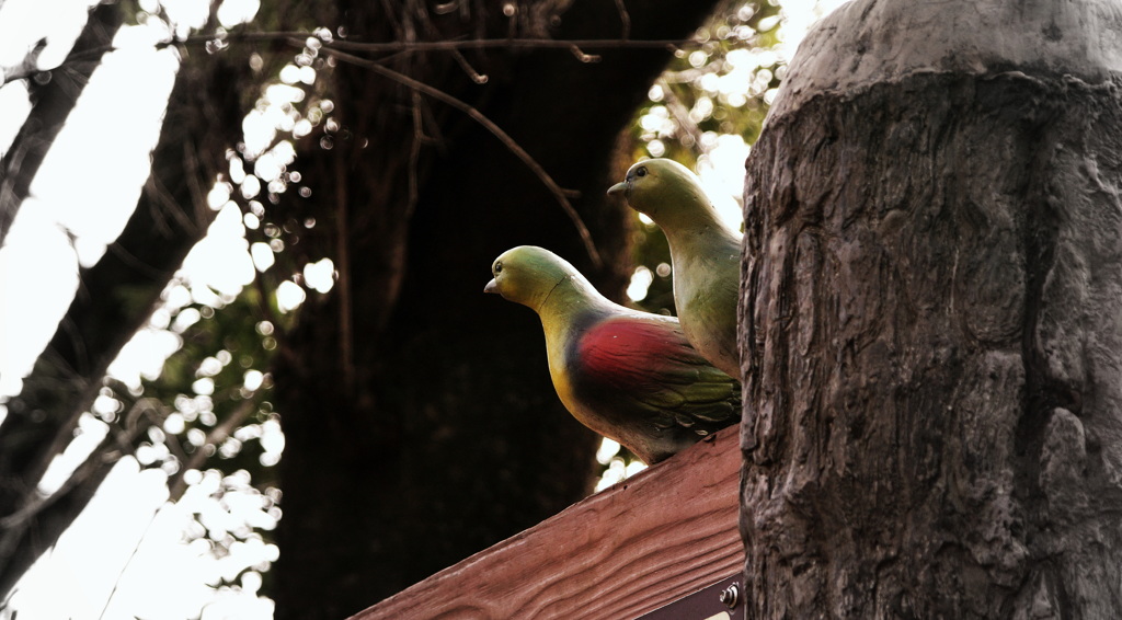 鳩が出ました。