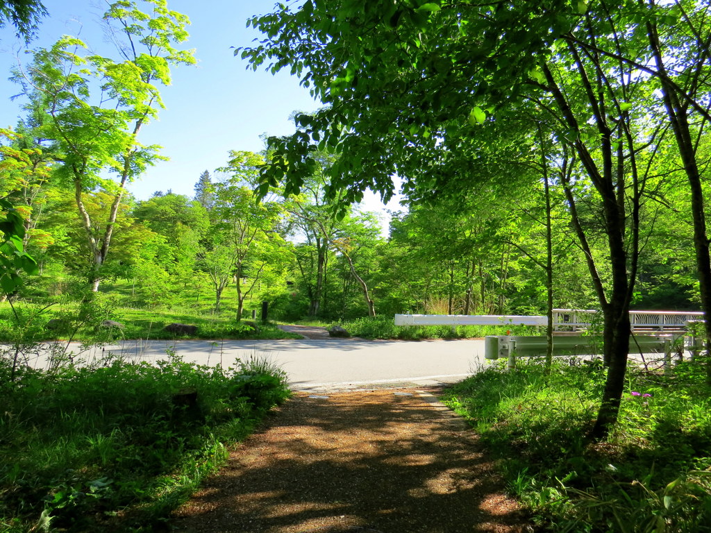 さわやかな散歩道