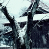 雪降る社