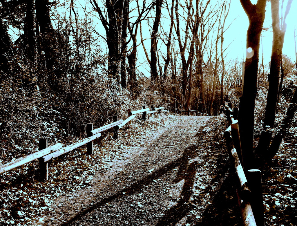 冬の散歩道