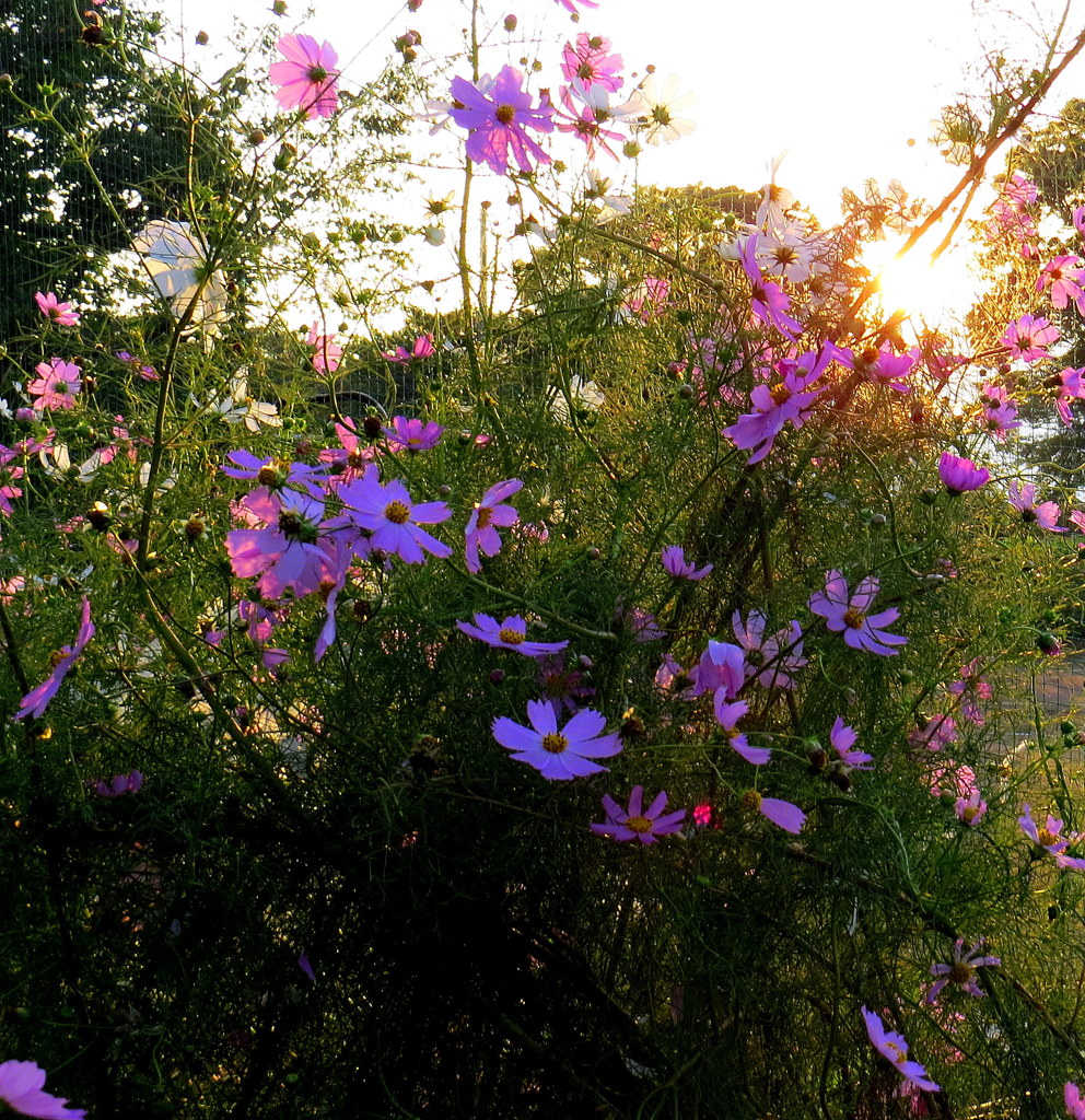 夕陽の中で