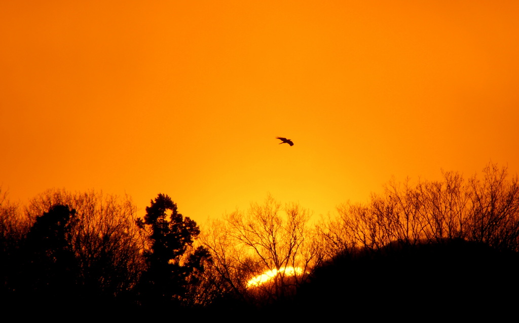 赤い夕陽の渡り鳥