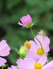 もうすぐ花開く。