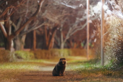 タヌキと夜の灯り