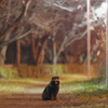 タヌキと夜の灯り