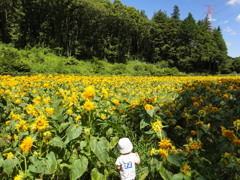 ひまわり畑とぼく